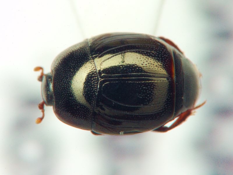 Hypocacculus rufipes (Kugelann, 1792)